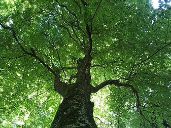 bain de forêt Jura Alam nature & yoga