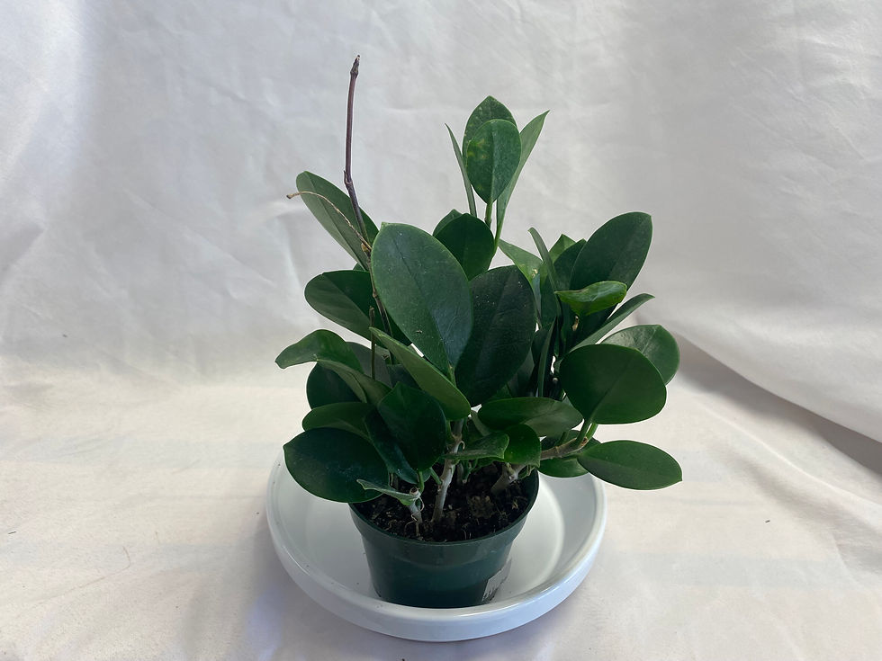 Garden Center Owen Nursery & Florist United States