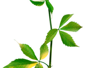 Looking to Get a Medical Marijuana Prescription for your Ward?
