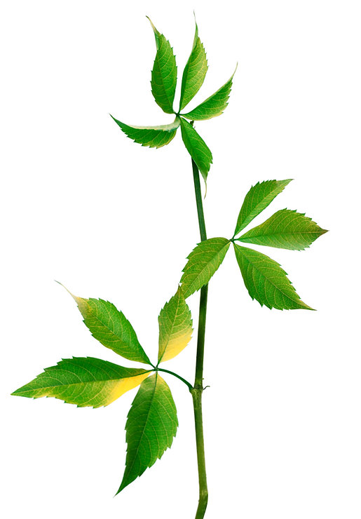 Branch of Grape Leaves