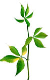 IVF Acupucnture, acupuncture fore fertility, pregnancy acupuncture