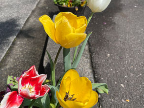 チューリップ🌷色んな花が咲いて、利用者様に楽しんでいただいてます❤️