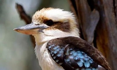 Paint a Kookaburra - Wednesdays