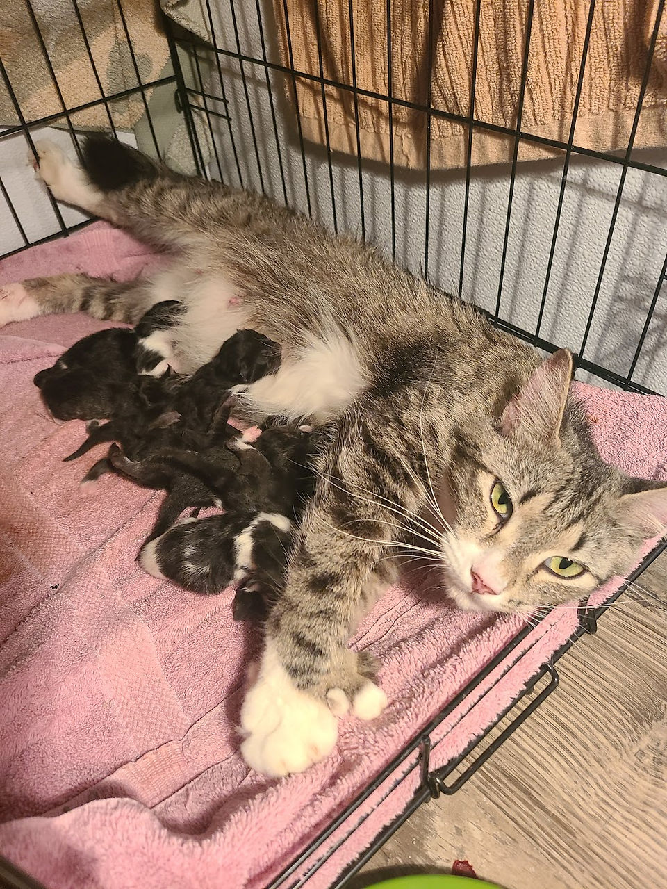 mumford the polydactyl mama with her babies