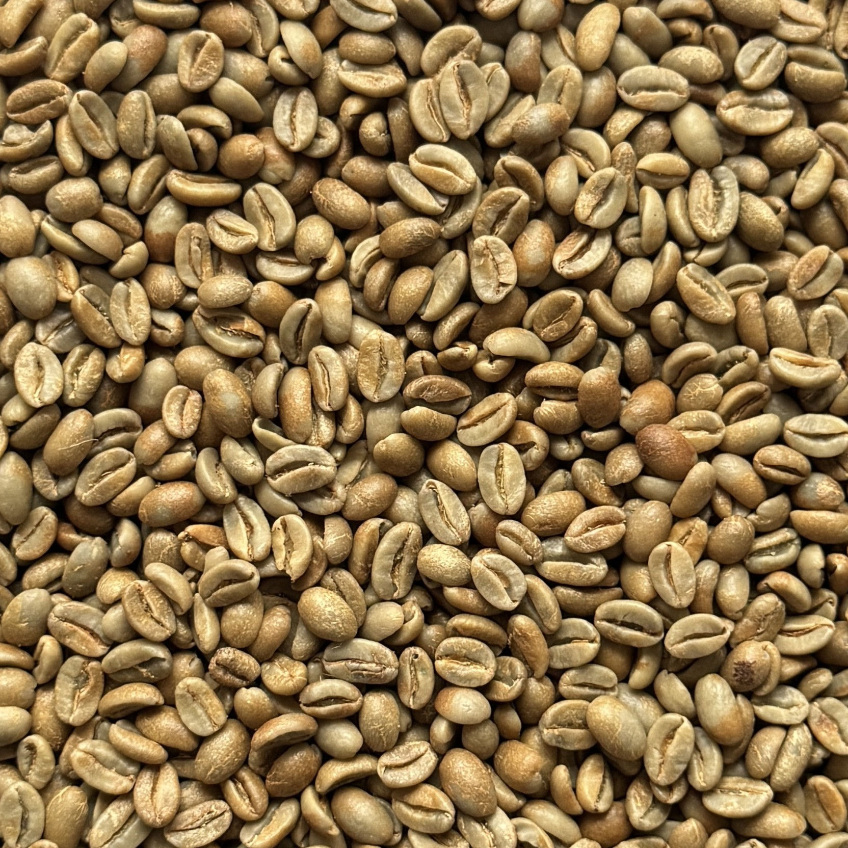 Rohkaffee - Ecuador - Sidra Wush Wush - Loja - Arabica - Washed
