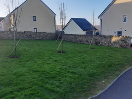 Tree & Whip Planting