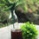 Thumbnail: Coconut Americano