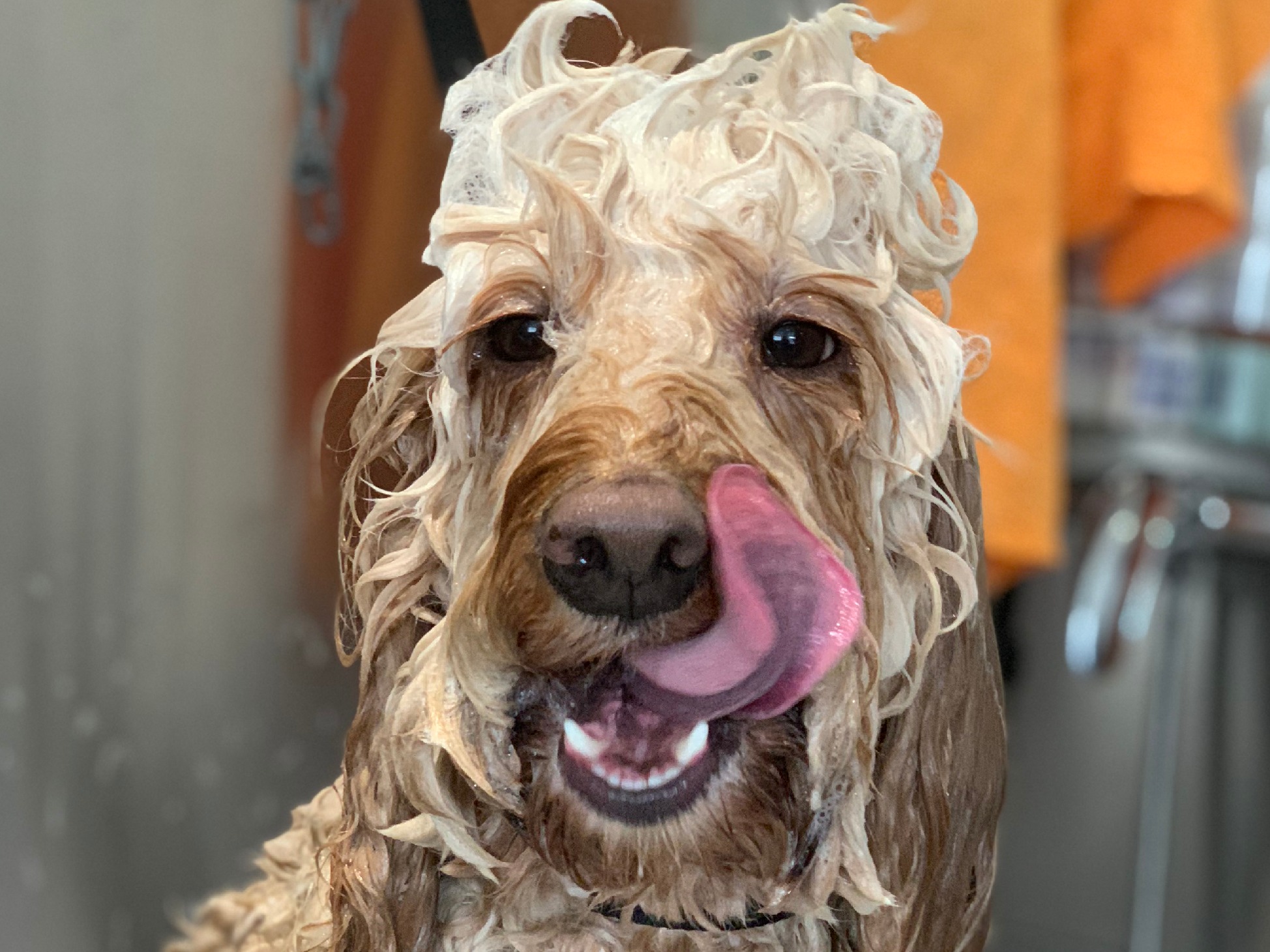 SK9 Spa Wilmslow Dog Grooming