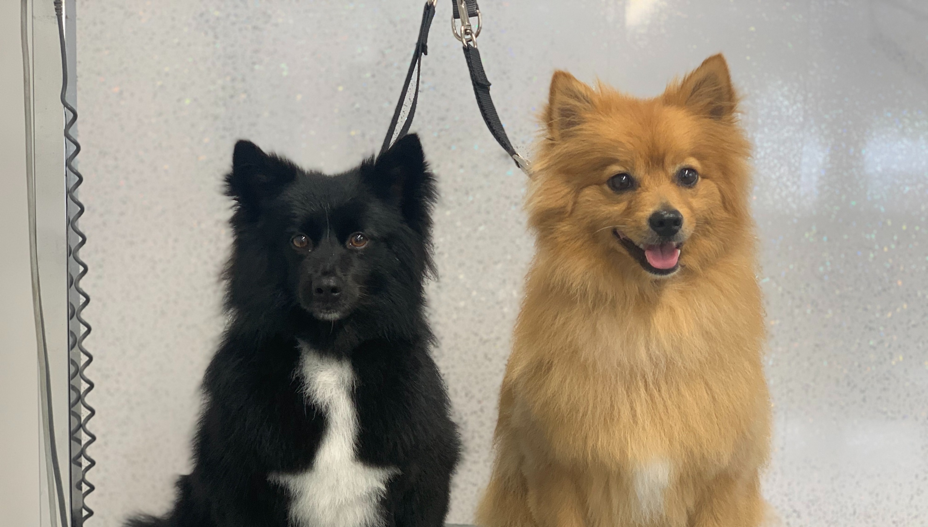 SK9 Spa Wilmslow Dog Grooming