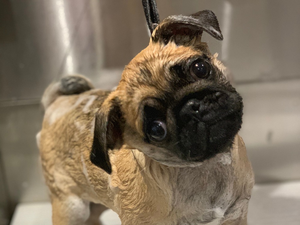 SK9 Spa Wilmslow Dog Grooming