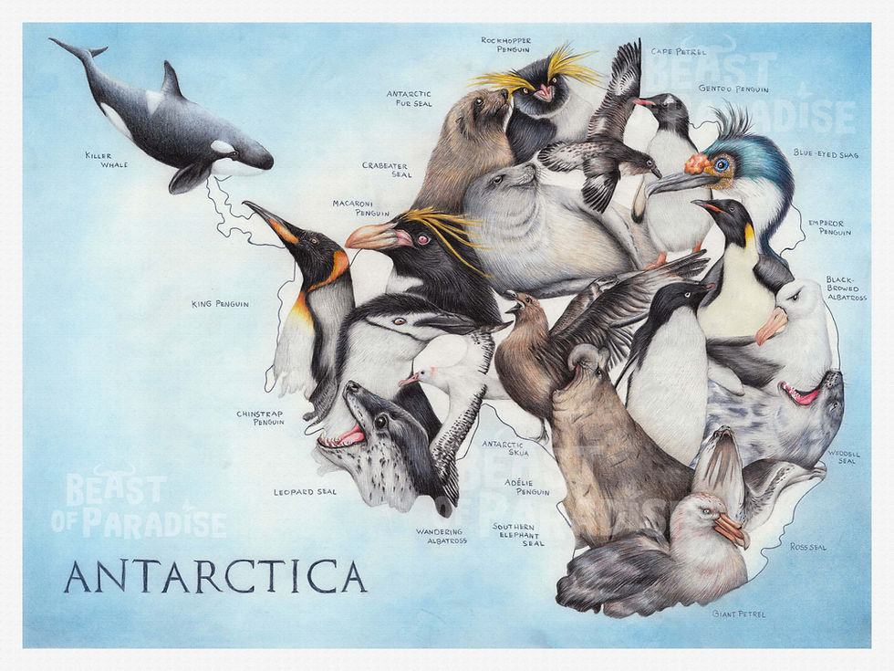 Thumbnail: Dieren van Antarctica, 30 x 40 cm