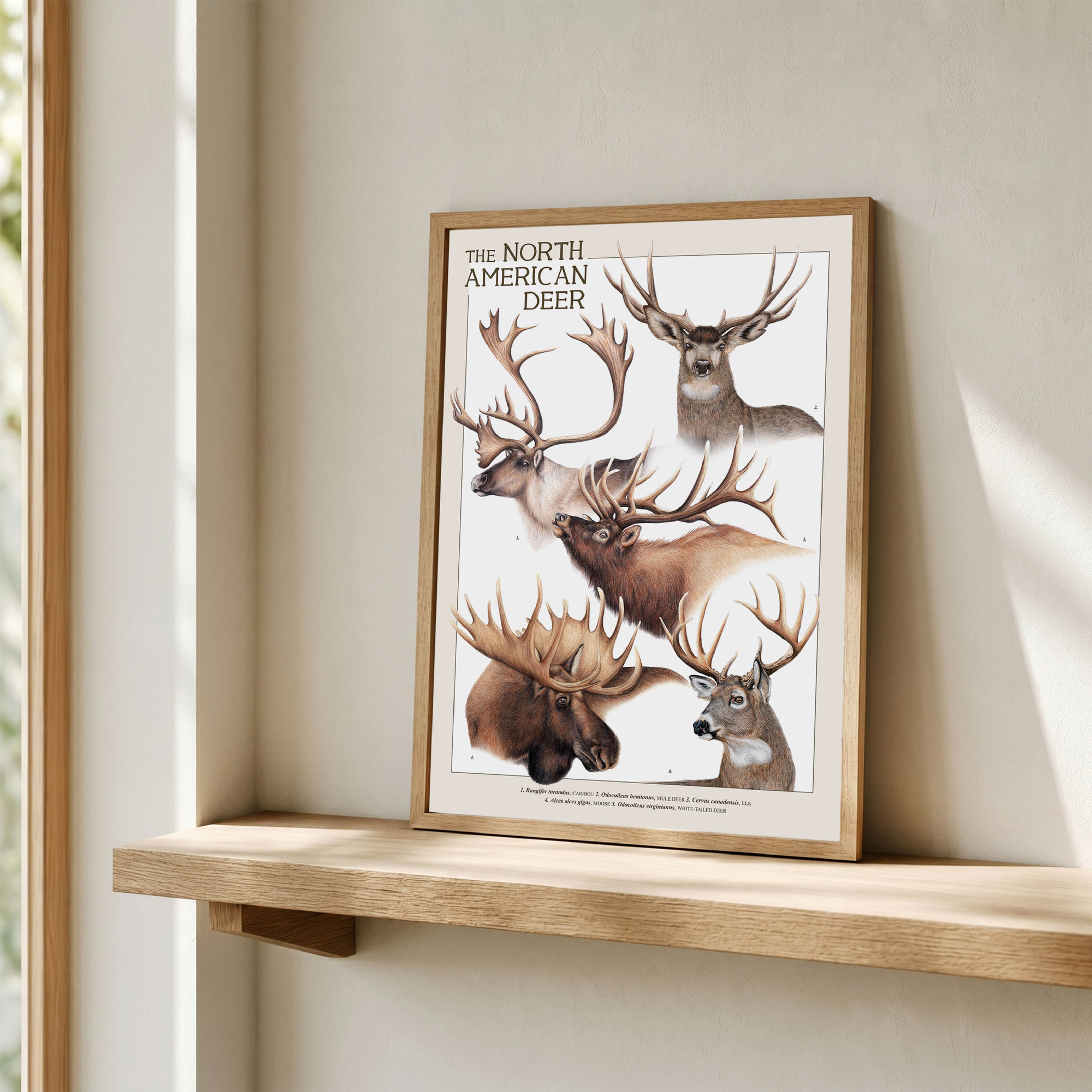 American Deer Poster, Scientific Poster, A3