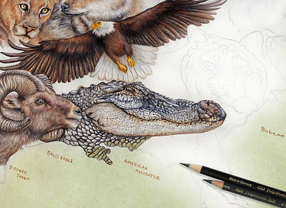 Wildlife of the United States of America_wip_Berith Moonen_Beast of Paradise.jpg
