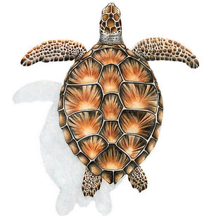 Green Sea Turtle 12-03-26 FIN.png