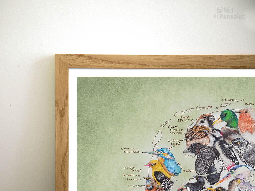 Thumbnail: Birds of the Netherlands, 30 x 40 cm