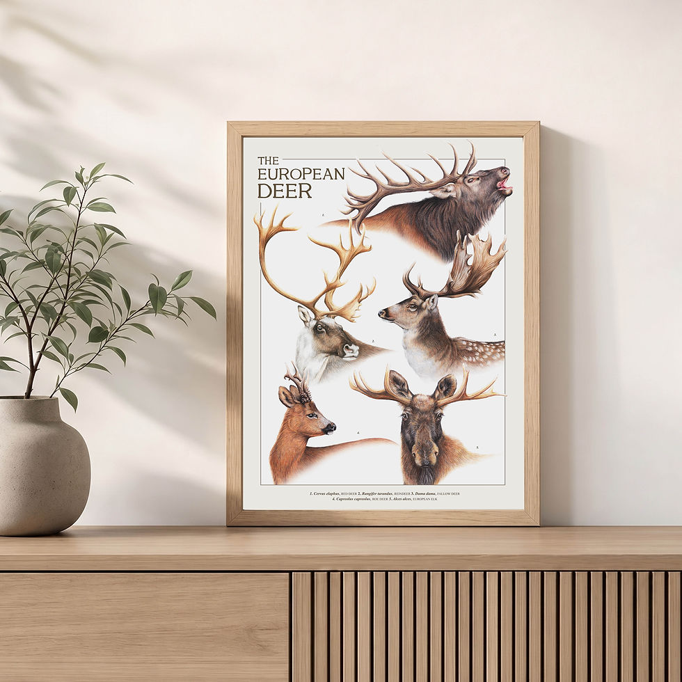 Thumbnail: Europese Herten Poster, Wetenschappelijke Poster, A3