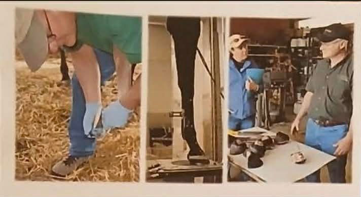 EQUINE LOWER LIMB ANATOMY: FORM & FUNCTION, HOOF TRIMMING AND SHOEING