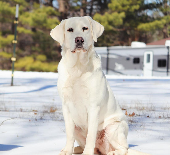 Elsa