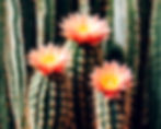 long stem cacti with a warm flower blooming from the top_edited.jpg