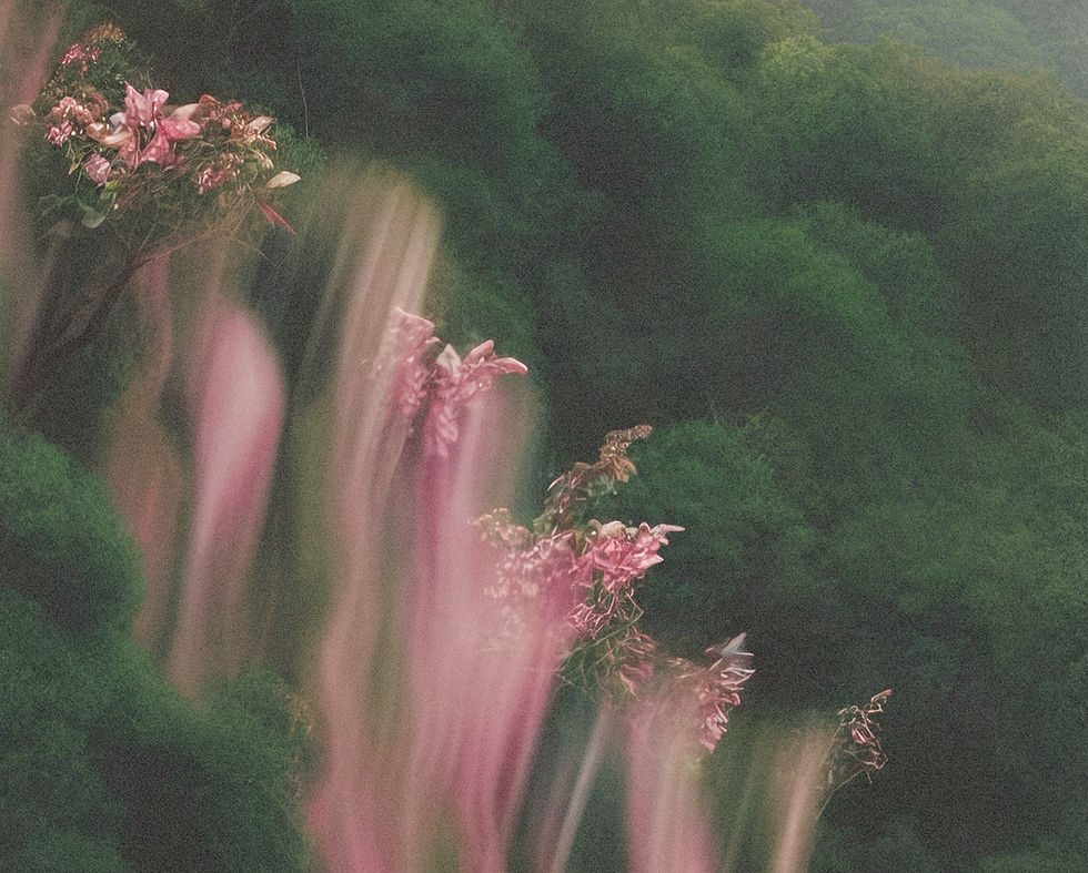 Soft pink blossoms among green trees representing the natural shift of perimenopause