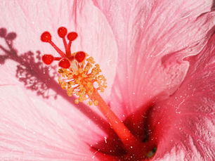 Pink Hibiscus representing, perimenopause when does it start?