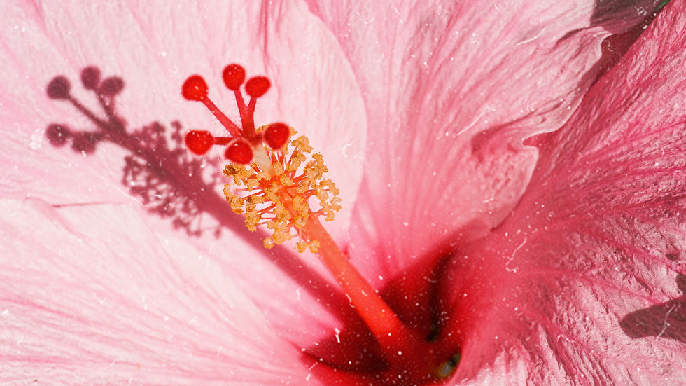 Pink Hibiscus representing, perimenopause when does it start?