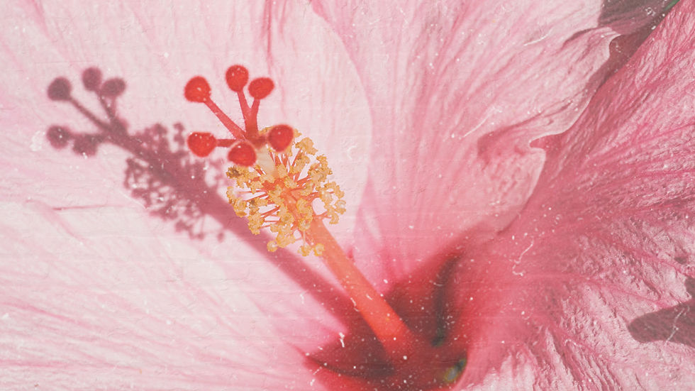 Pink hibiscus flower symbolising hormonal transition and the start of perimenopause.