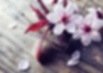 cherry-blossoms-2v.jpg