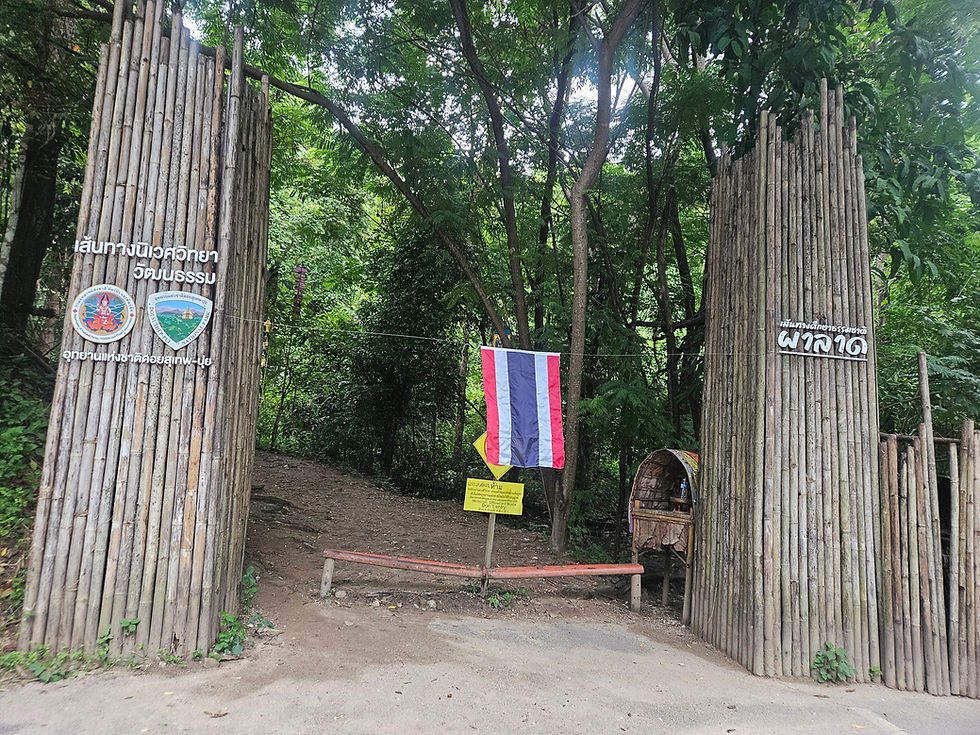 Bamboo gate with Thai text, flanked by dense green trees. A Thai flag and a yellow sign are visible, creating a welcoming forest entry. Start of trail to Wat Pha Lat and Monk's Trail inside Chiang Mai University