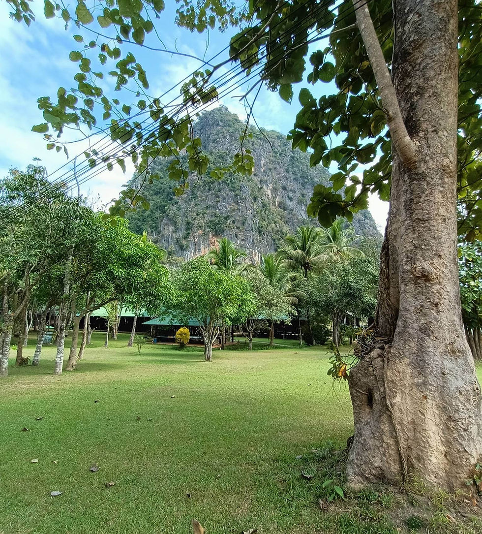 Lush green park with trees and a rocky hill in the background at Vipassana meditation retreat
