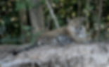 jaguar-04-female