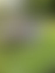 Hear from the Hoggy Hub at St Albans Primary! 