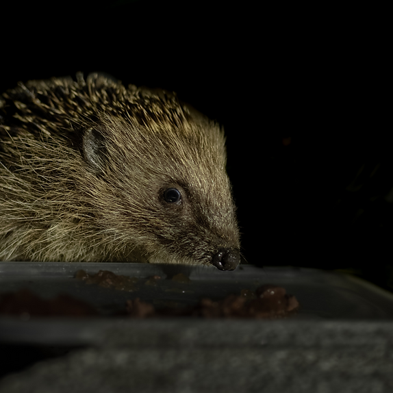 Untitled design (14).png