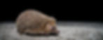 Untitled design (80)_edited.jpg