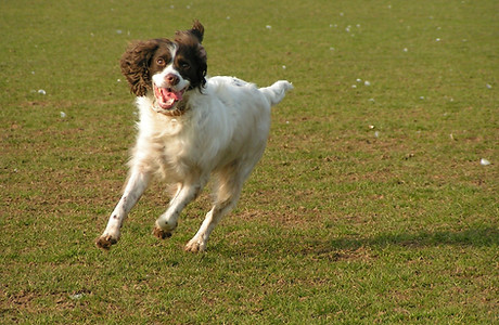 dog-1187246_1920.jpg
