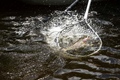 Deerfield River, Trout, Fly Fishing, Foolhardy Hill, Mohawk Trail, Camping, Cabin Rental