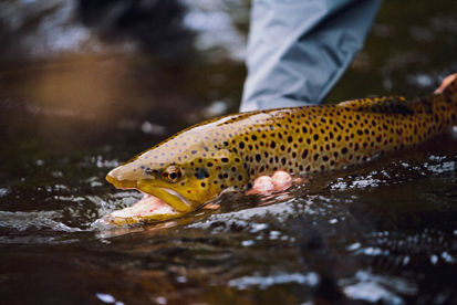 Deerfield River, Trout, Fly Fishing, Foolhardy Hill