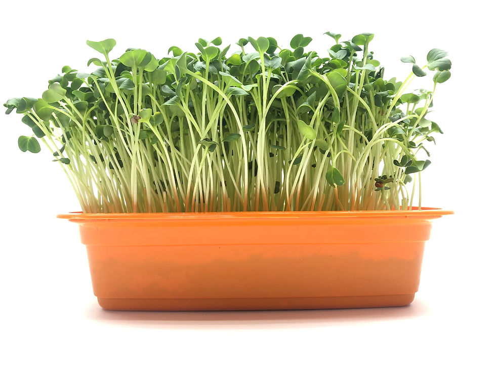 Thumbnail: Radish Daikon Seeds