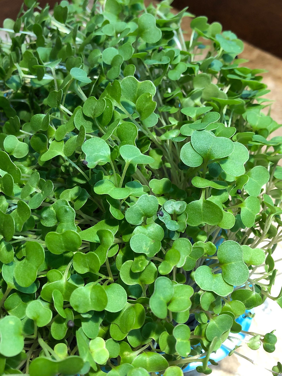 Thumbnail: Red Kale Seeds