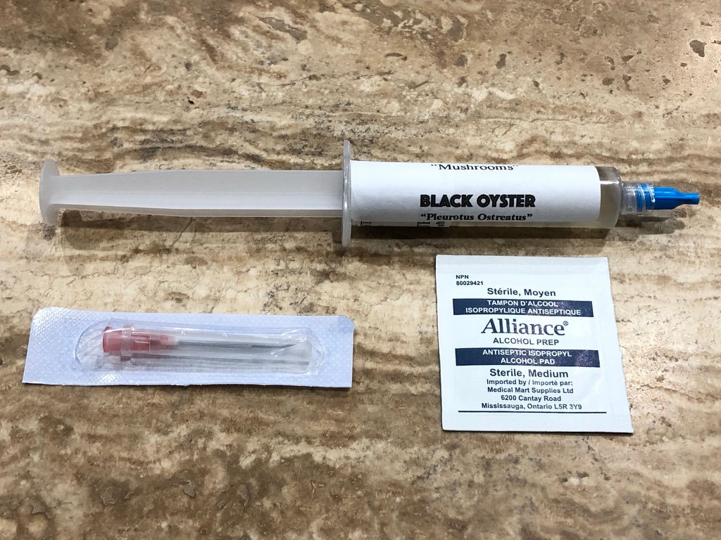 Black Oyster - Pleurotus Ostreatus