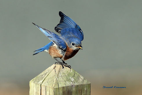 Bluebird taking flight