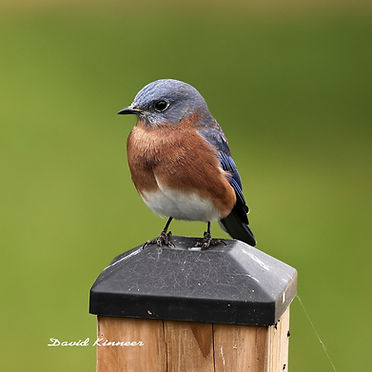 Bluebird on post