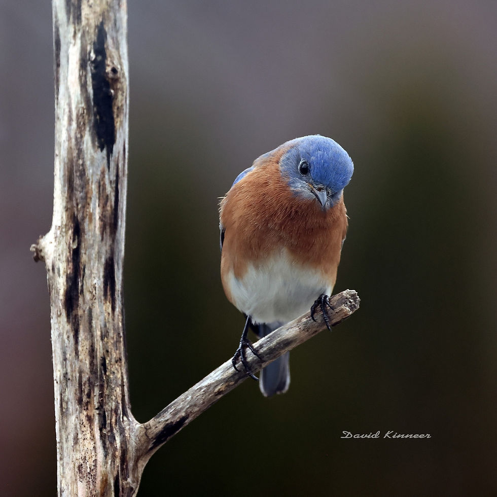 Bluebird on a tree