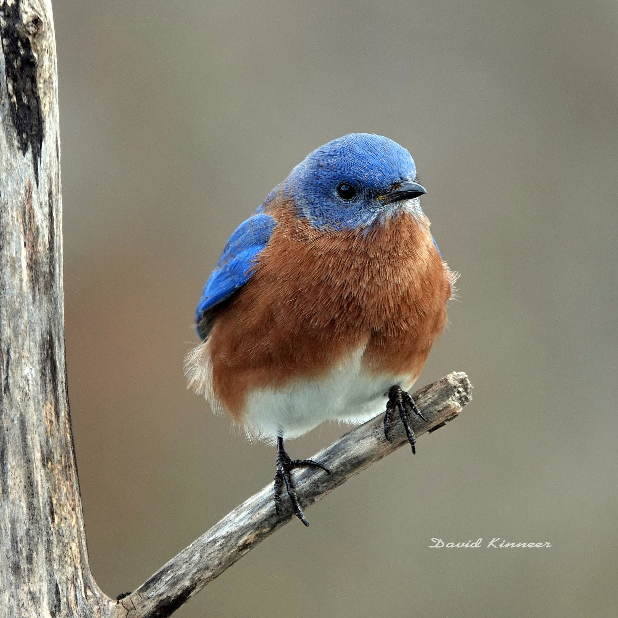 Bluebird perched in tree