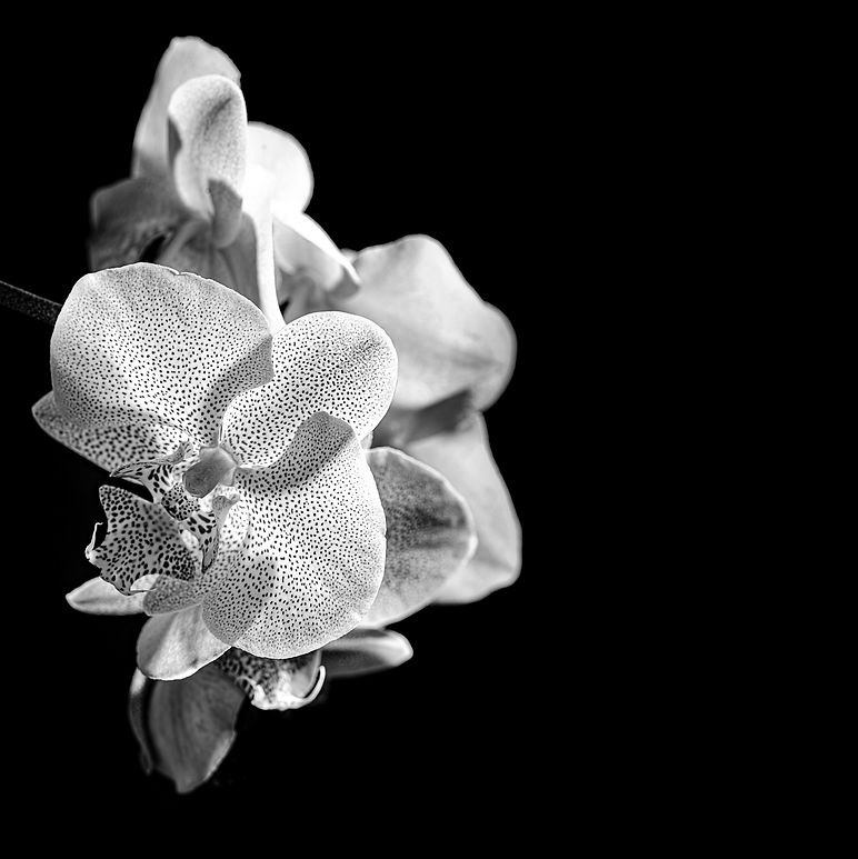 Orchid.jpeg