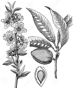 Prunus Dulcis