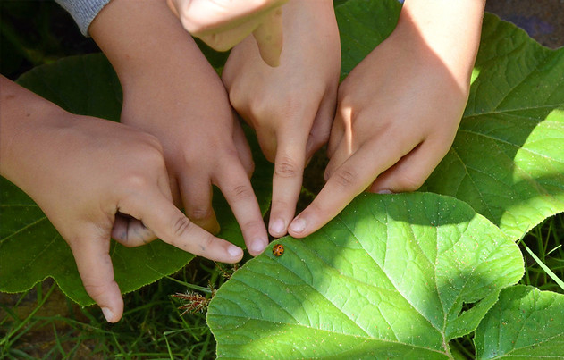 education permaculture, labellisation E3D programe EDD, jardin école, réalisation de jardin dans une école, autonomie alimentaire, fabien tournan, regeneration vegetale