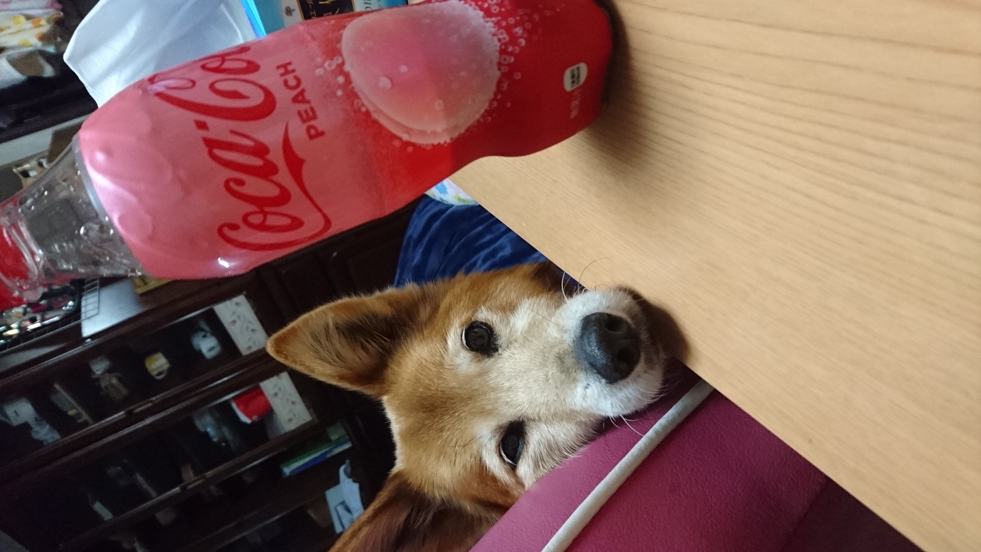 執筆者の写真: saya