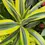 Thumbnail: dracaena lemon lime