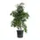 Thumbnail: Ficus Benjamina Green